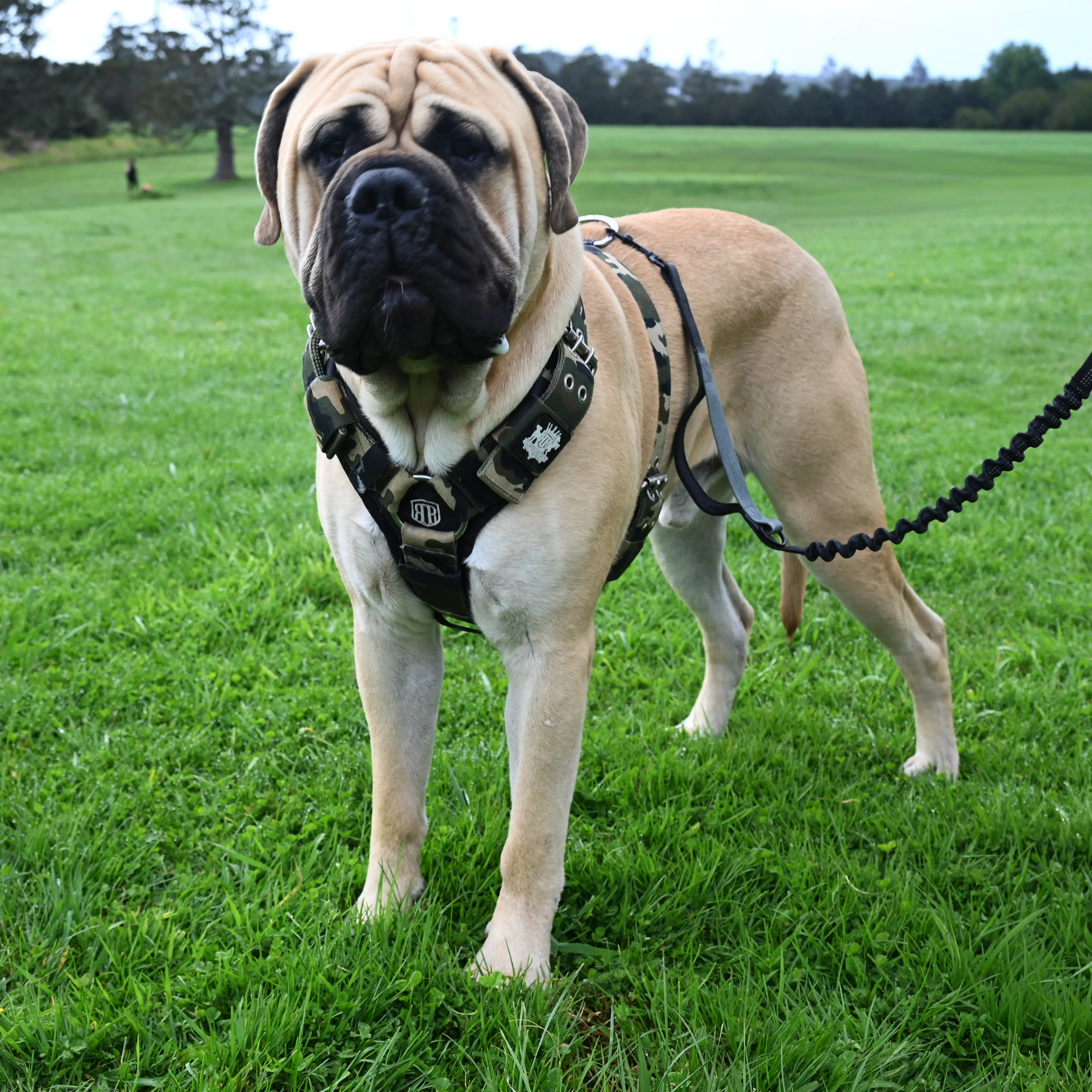 Bob the Bullmastiff