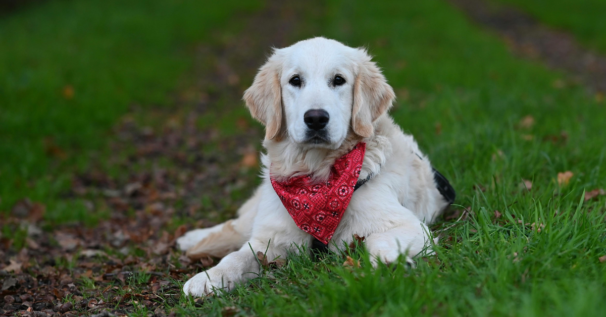 What’s the best age to start training a puppy? is younger always better?