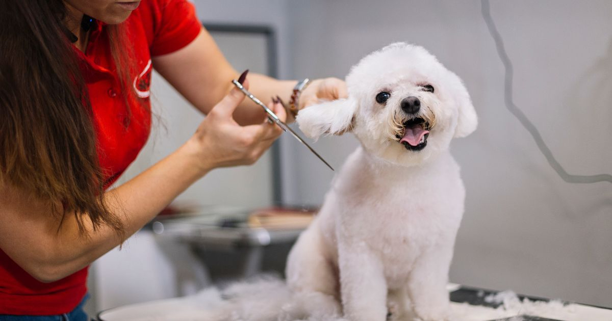 Cute white dog getting its ear trimmed