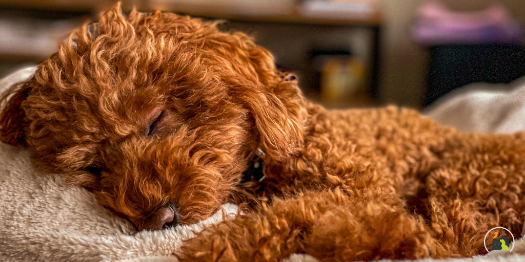 How Much Sleep Does a Puppy Need? Why Rest is Just as Important as Play