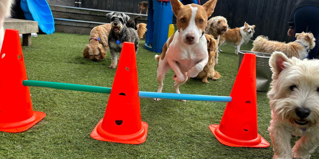 The Top 9 Benefits of Dog Daycare: Why Pets In The City is Perfect for Your Dog