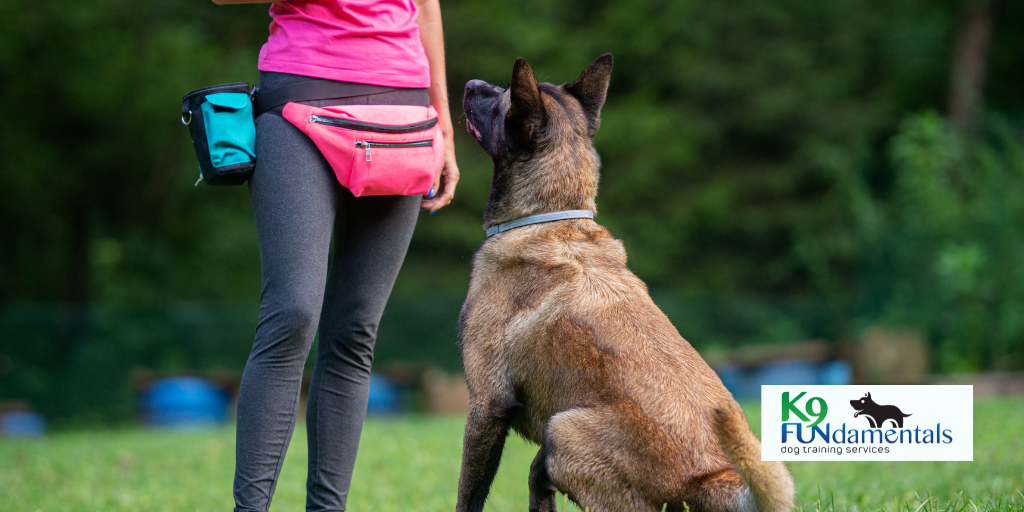 Why Consistent Reinforcement in Dog Training is Essential for Success