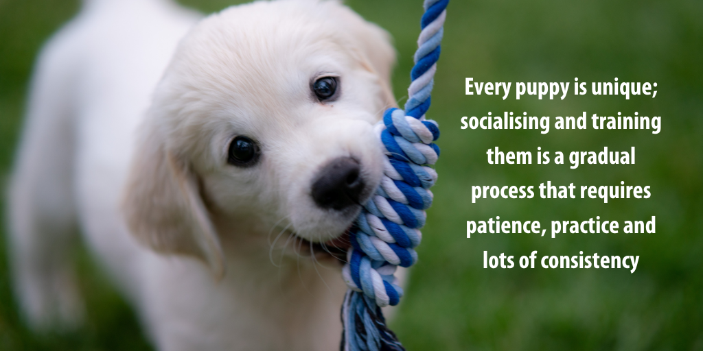 The Importance of Puppy Socialising