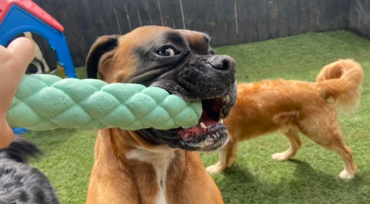 Boxer Dog Chewing