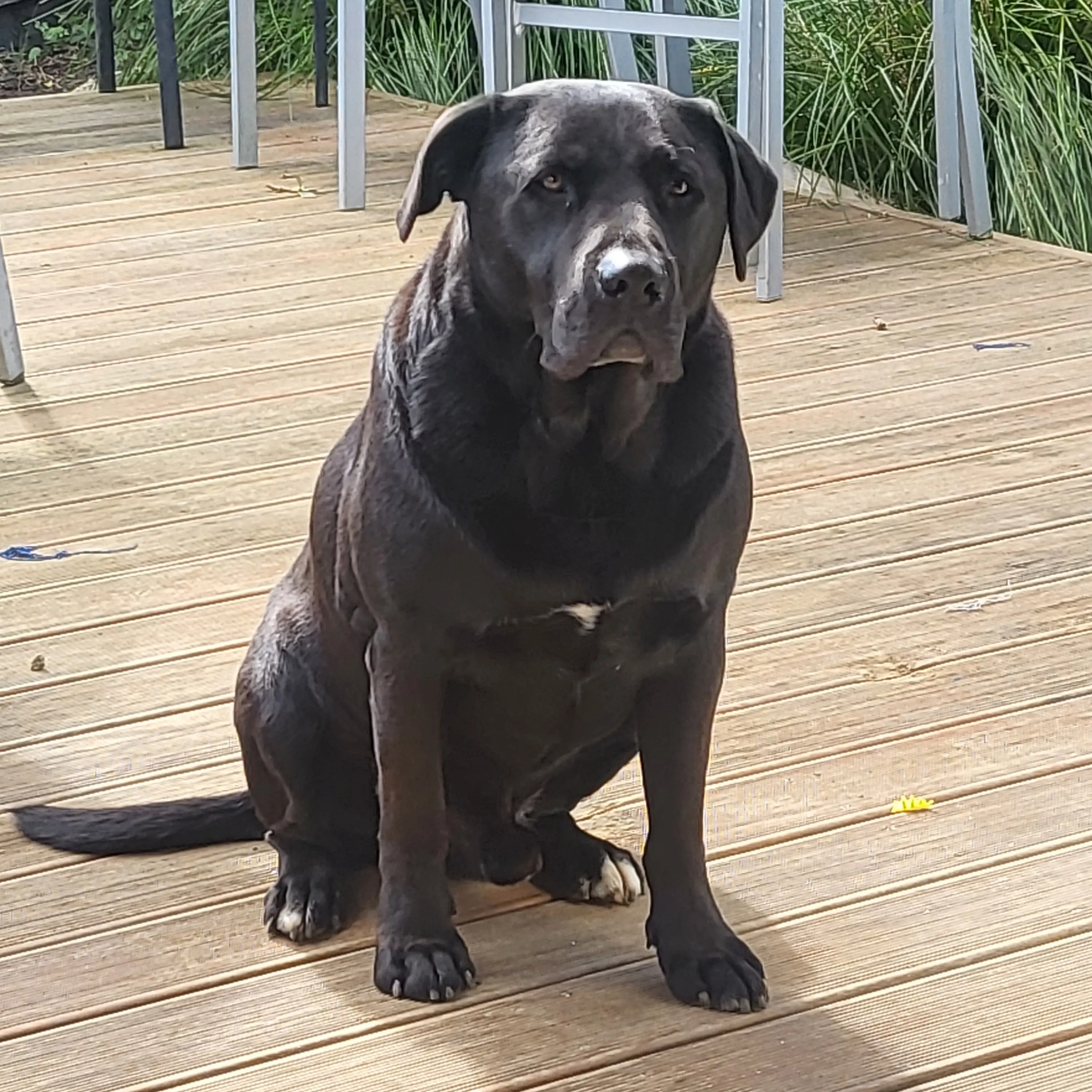 Lab