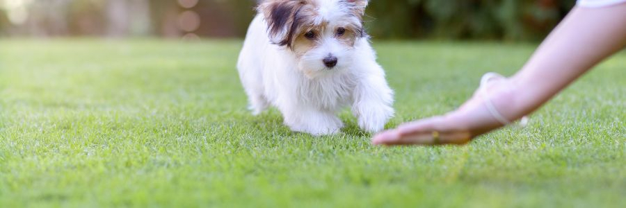 Puppy Socialisation