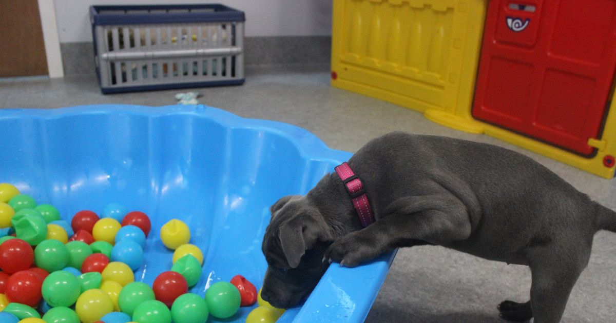 Staffy playing in ball pit