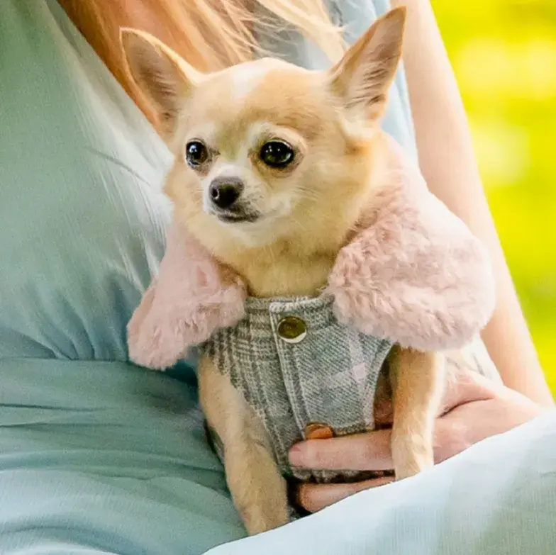 Suri
