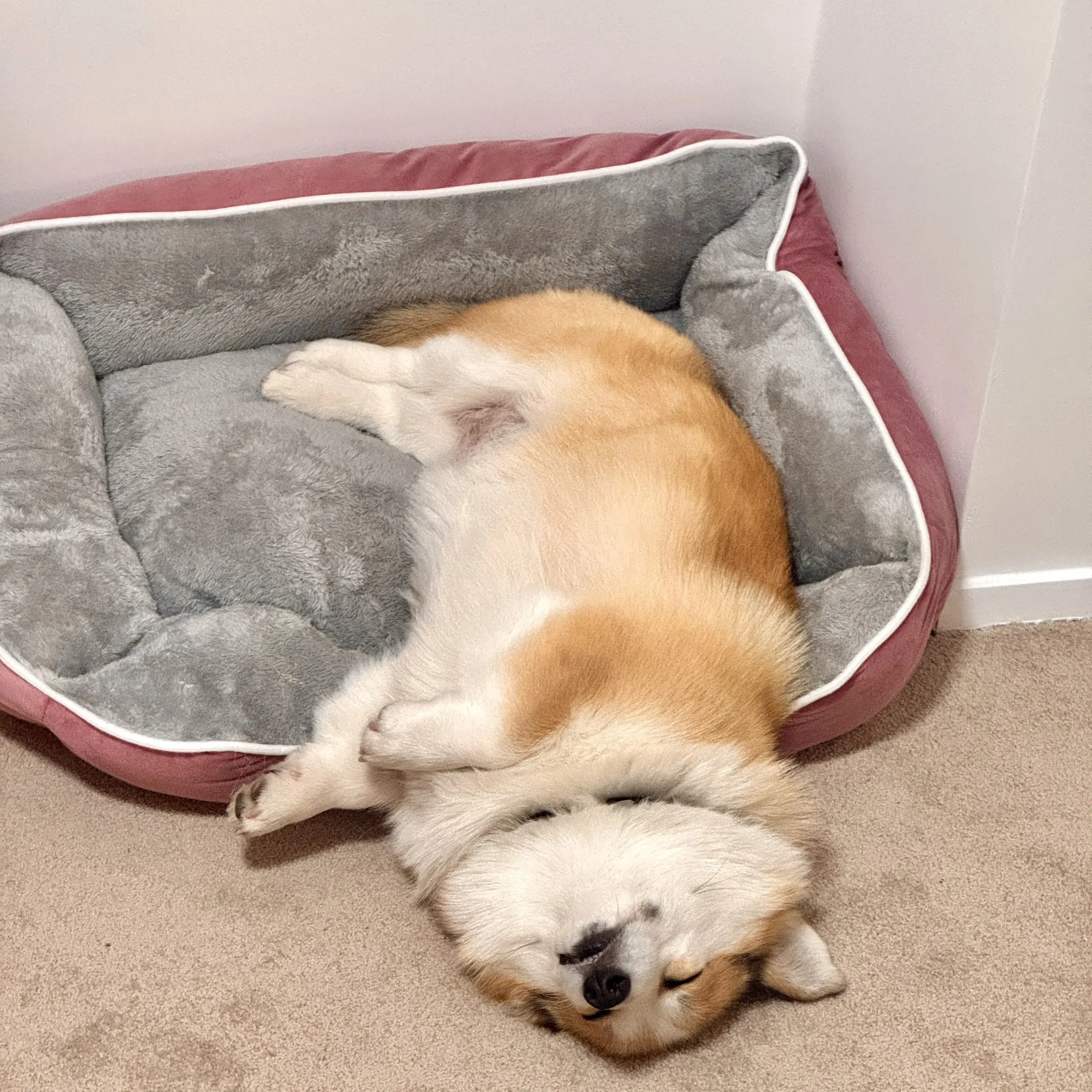 Toastie Corgi