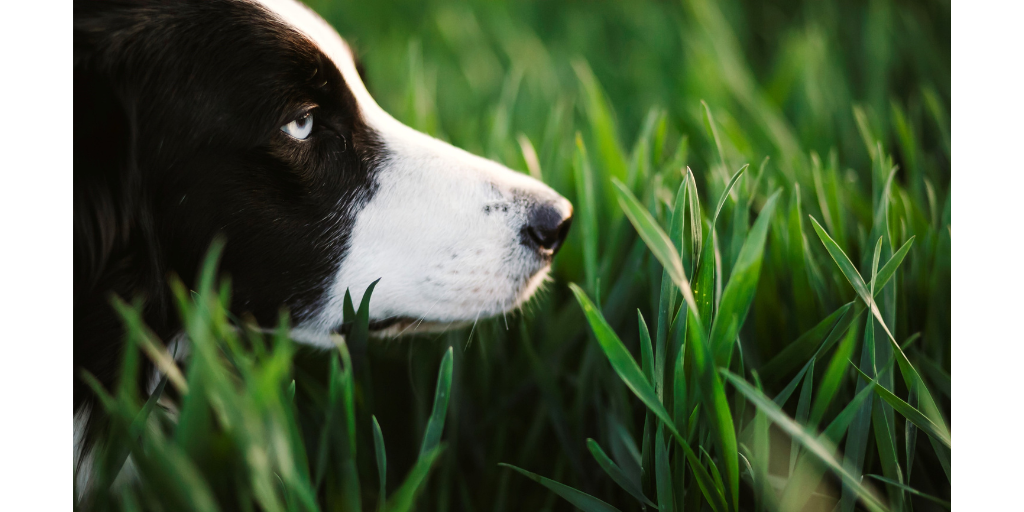 The Power of Sniffing: Why Letting Your Dog Sniff is Essential