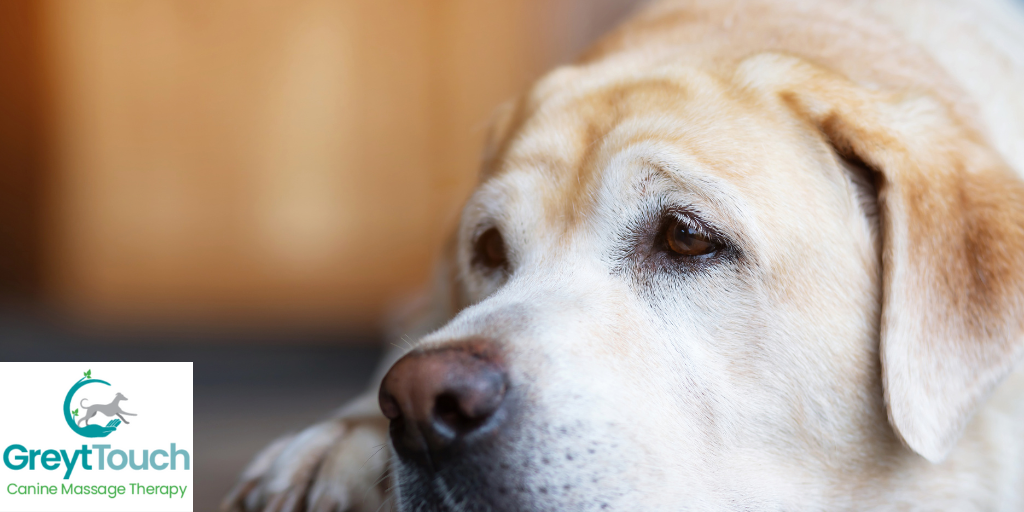 Top Tips for identifying signs of pain in your dog