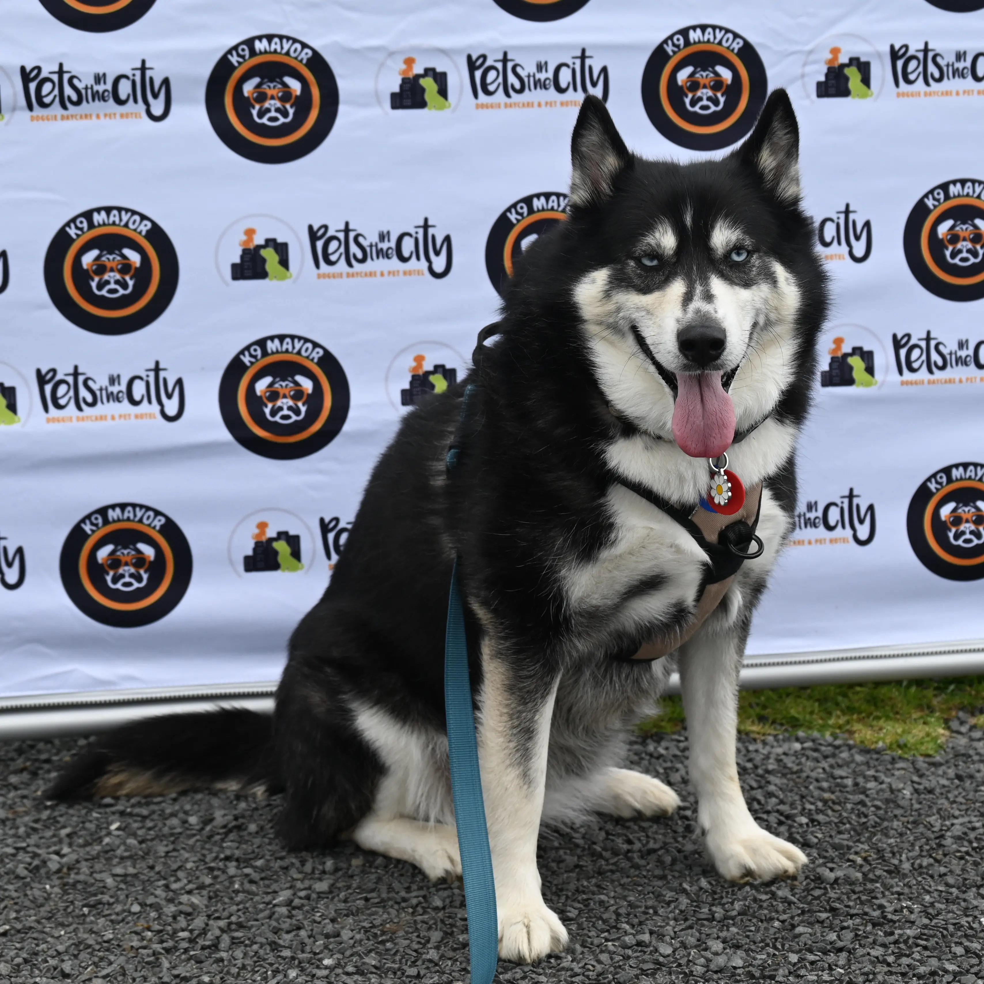 husky