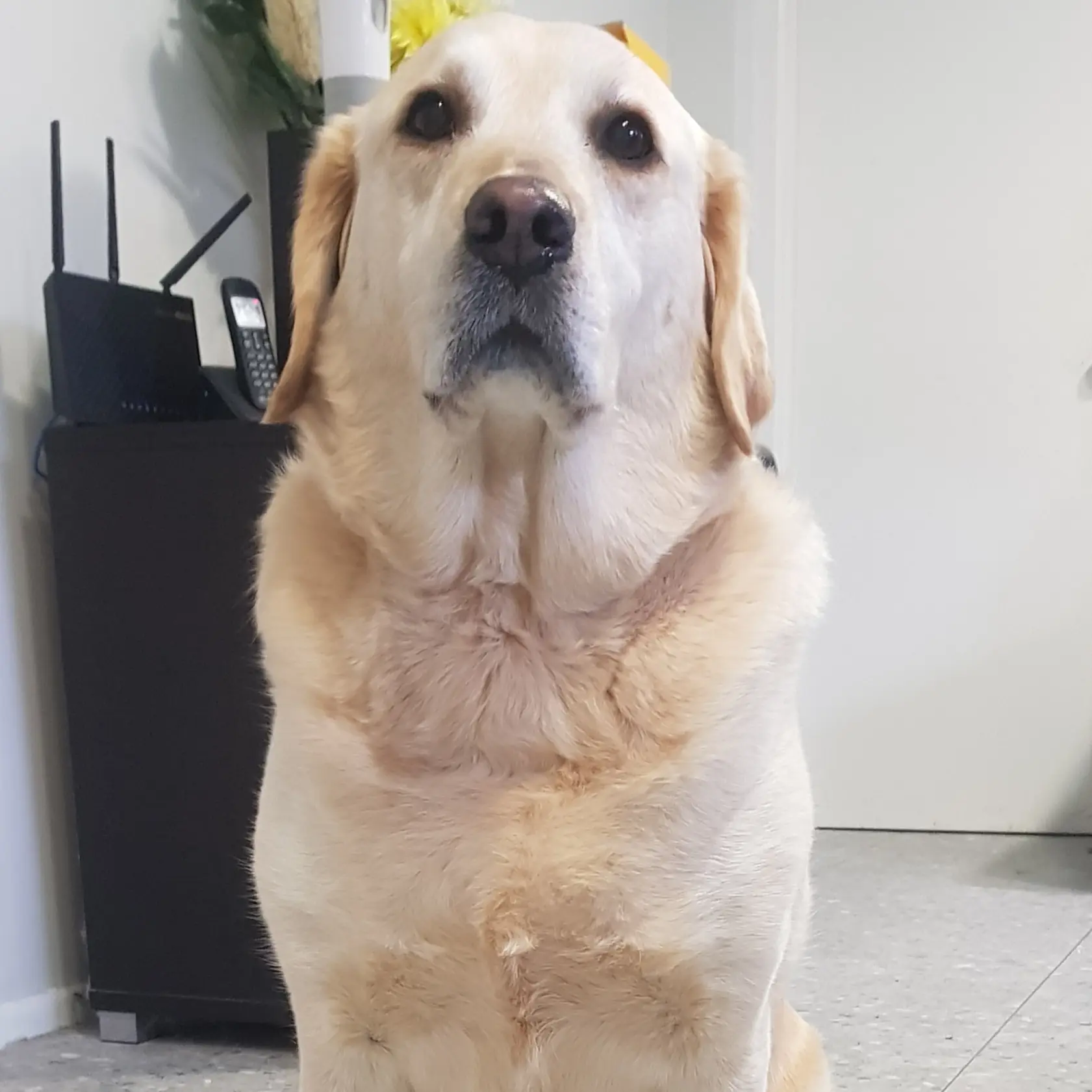 roxy