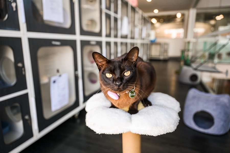Cat Hotel