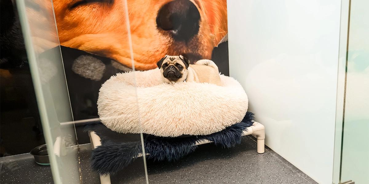 Dog Hotel
